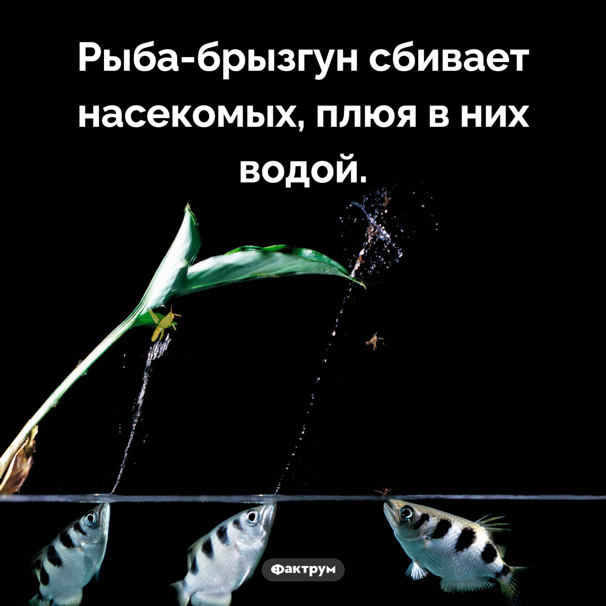 Рыба-брызгун. Рыба-брызгун сбивает насекомых, плюя в них водой.