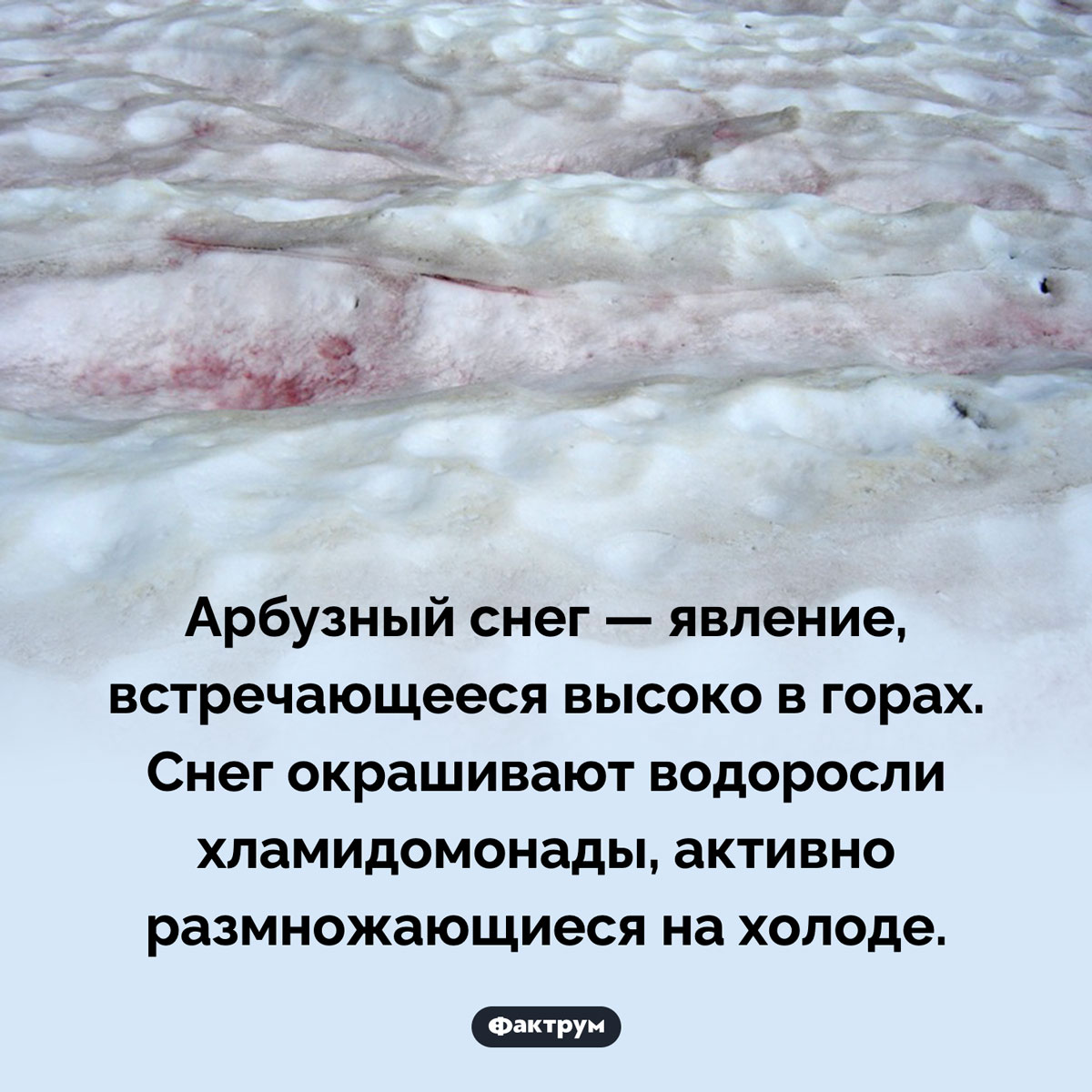 Что такое арбузный снег. Арбузный снег — явление, встречающееся высоко в горах. Снег окрашивают водоросли хламидомонады, активно размножающиеся на холоде.