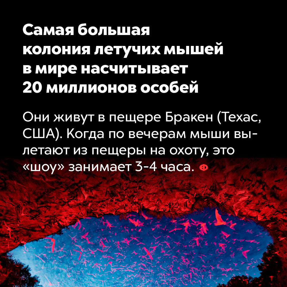Самая большая колония летучих мышей в мире насчитывает 20 миллионов особей. Они живут в пещере Бракен (Техас, США). Когда по вечерам мыши вылетают из пещеры на охоту, это «шоу» занимает 3-4 часа.