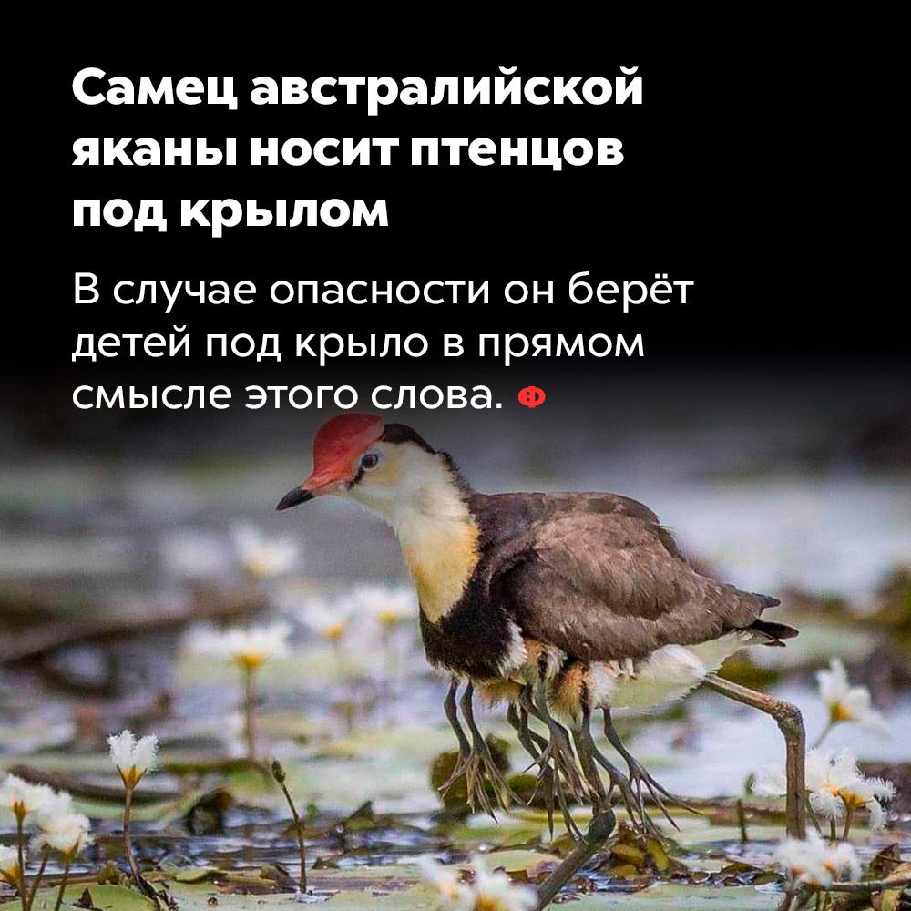 Самец австралийской яканы носит птенцов под крылом. В случае опасности он берёт детей под крыло в прямом смысле этого слова.