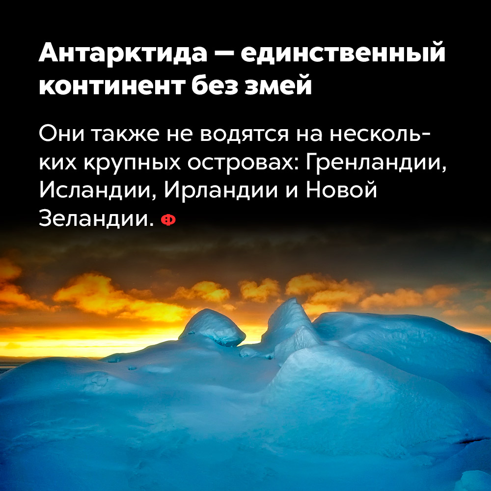 Антарктида — единственный континент без змей. Они также не водятся на нескольких крупных островах: Гренландии, Исландии, Ирландии и Новой Зеландии.