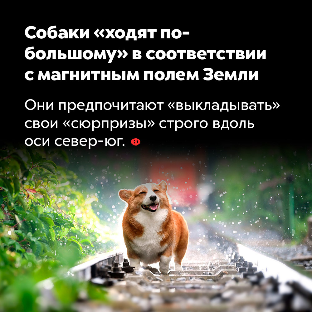 Собаки «ходят по-большому» в соответствии с магнитным полем Земли. Они предпочитают «выкладывать» свои «сюрпризы» строго вдоль оси север-юг.