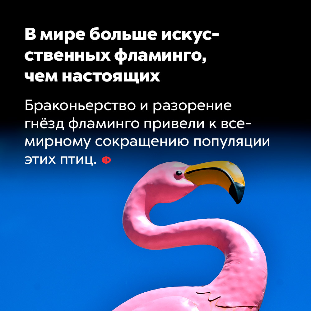 В мире больше искусственных фламинго, чем настоящих. Браконьерство и разорение гнёзд фламинго привели к всемирному сокращению популяции этих птиц.