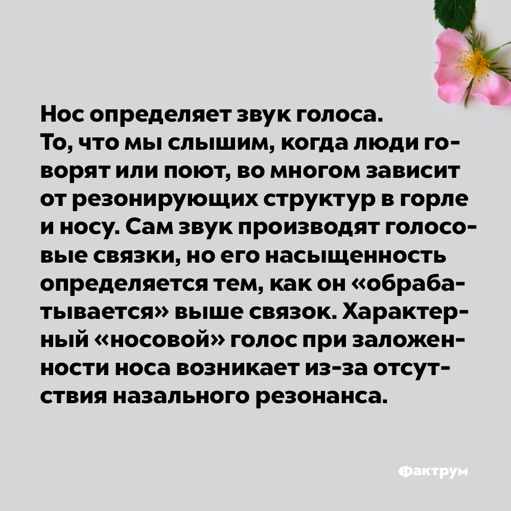 Нос определяет звук. То, что мы слышим, когда люди говорят или поют, во многом зависти от резонирующих структур в горле и носу. Сам звук производят голосовые связки, но его насыщенность определяется тем, как он «обрабатывается» выше связок. Характерный «носовой» голос при заложенности носа возникает из-за отсутствия назального резонанса. 