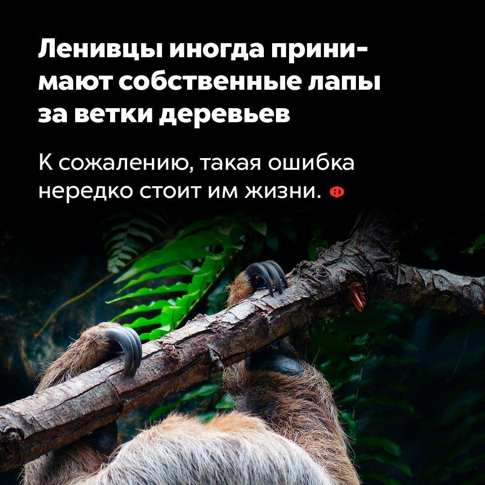 Ленивцы иногда принимают собственные лапы за ветки деревьев. К сожалению, такая ошибка нередко стоит им жизни.