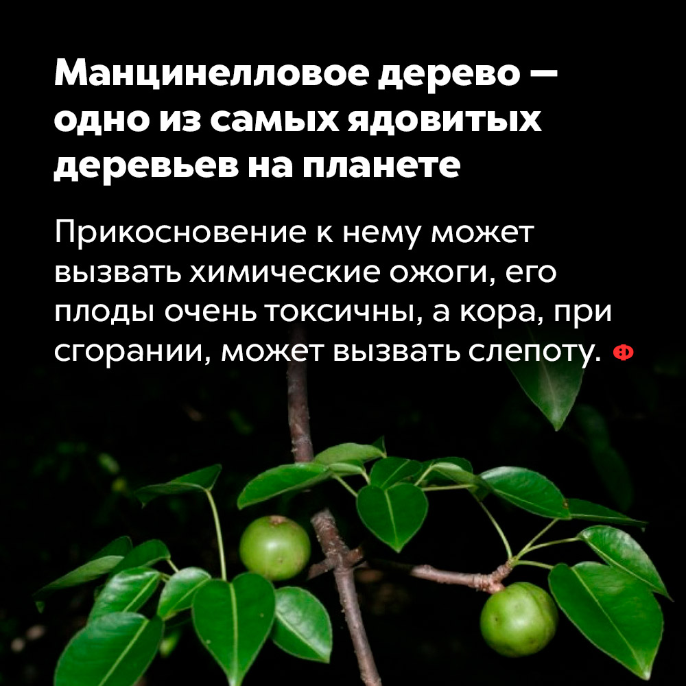 Манцинелловое дерево — одно из самых ядовитых деревьев на планете. Прикосновение к нему может вызвать химические ожоги, его плоды очень токсичны, а кора, при сгорании, может вызвать слепоту.