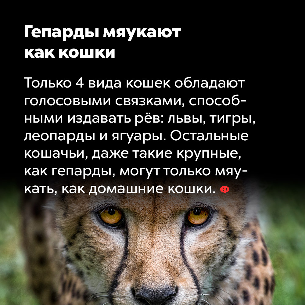 Гепарды мяукают как кошки. Только 4 вида кошек обладают голосовыми связками, способными издавать рёв: львы, тигры, леопарды и ягуары. Остальные кошачьи, даже такие крупные, как гепарды, могут только мяукать, как домашние кошки.