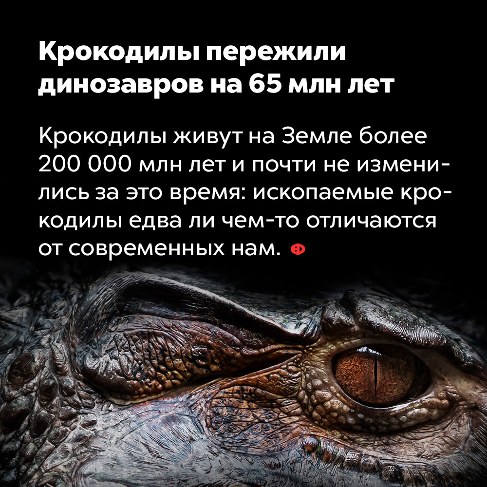 Крокодилы пережили динозавров на 65 млн лет. Крокодилы живут на Земле более 200 млн лет и почти не изменились за это время: ископаемые крокодилы едва ли чем-то отличаются от современных нам.