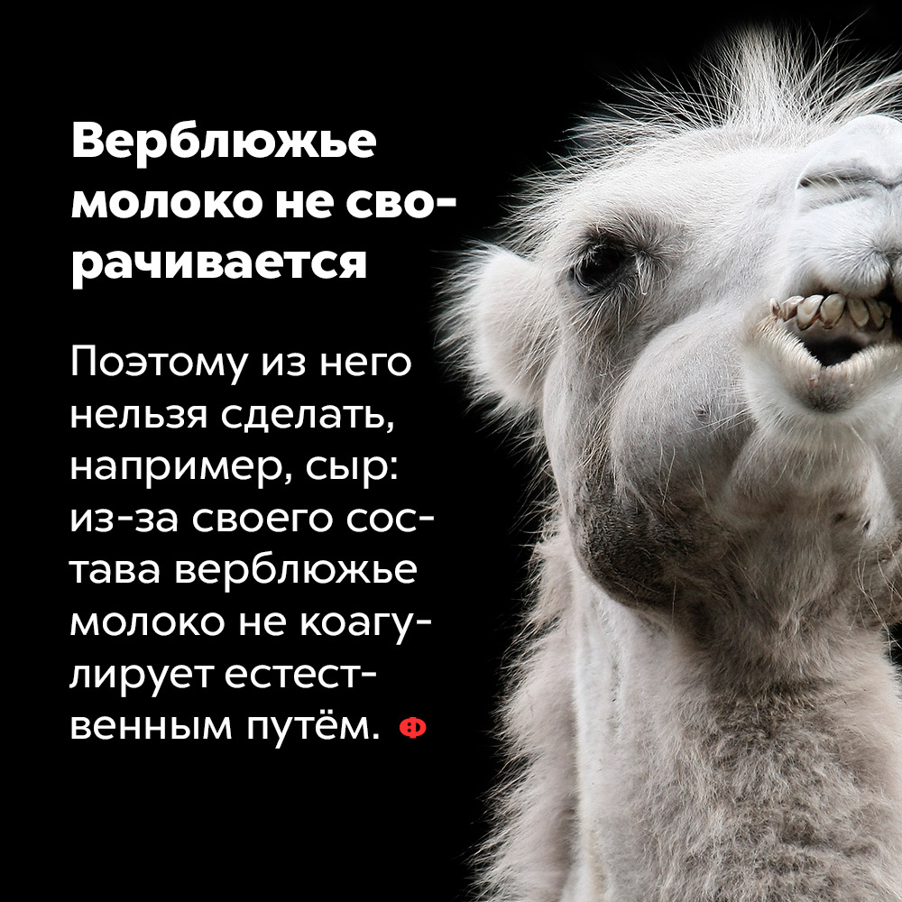 Верблюжье молоко не сворачивается. Поэтому из него нельзя сделать, например, сыр: из-за своего состава верблюжье молоко не коагулирует естественным путём.
