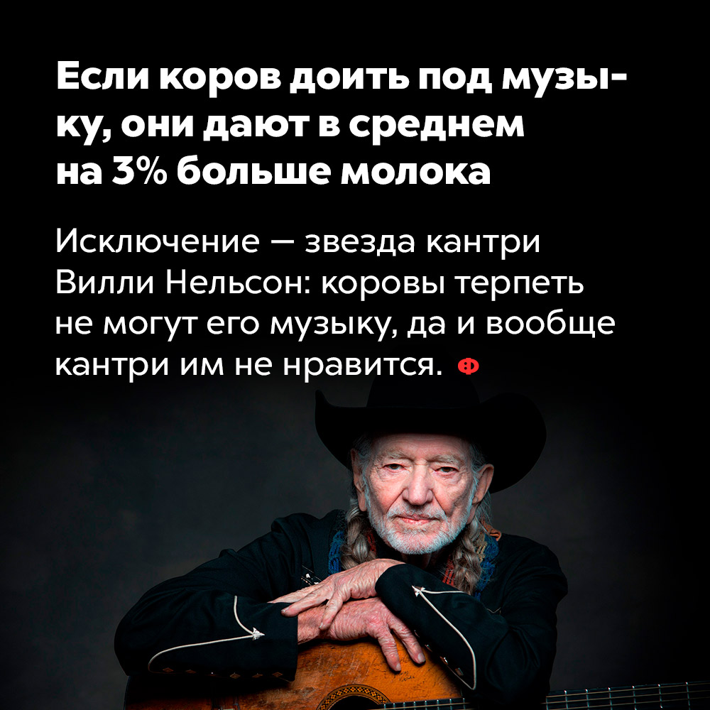 Если коров доить под музыку, они дают, в среднем, на 3% больше молока. Исключение — звезда кантри Вилли Нельсон, коровы терпеть не могут его музыку, да и вообще кантри им не нравится.