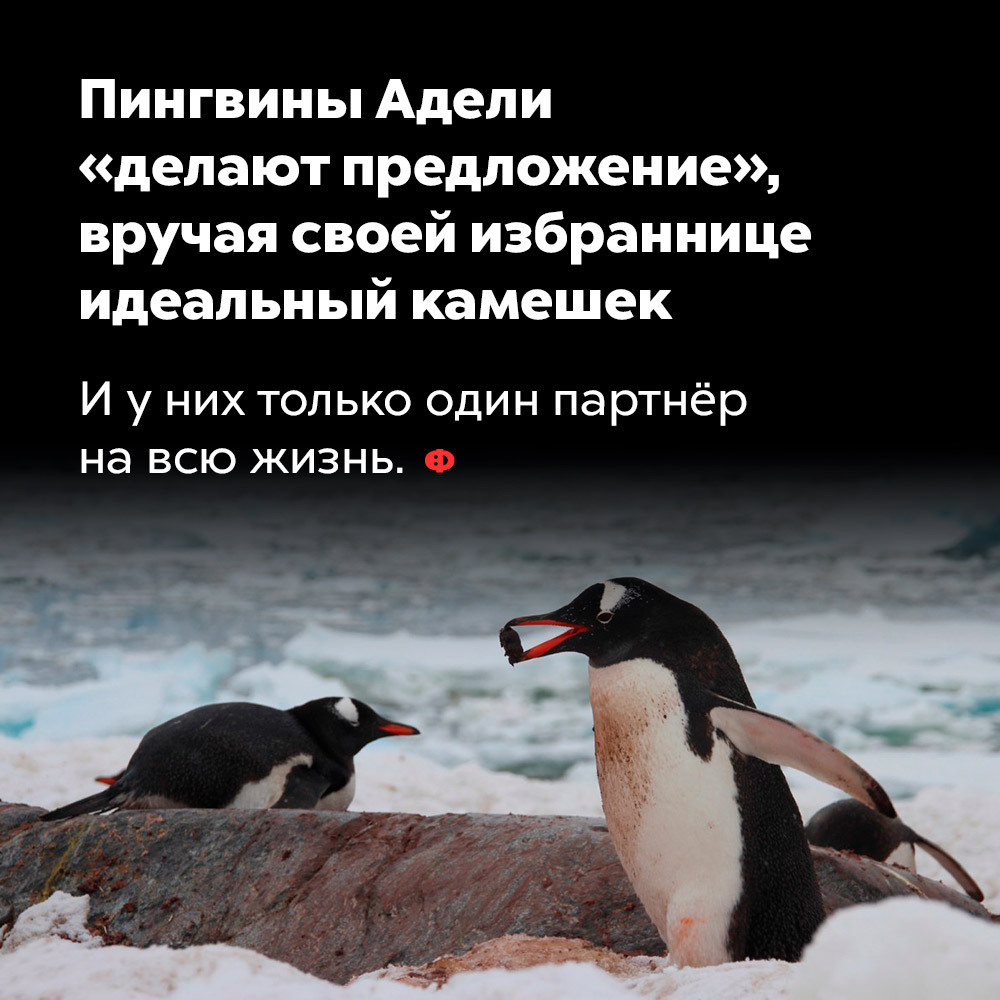 Пингвины Адели «делают предложение», вручая своей избраннице идеальный камешек. И у них только один партнёр на всю жизнь.