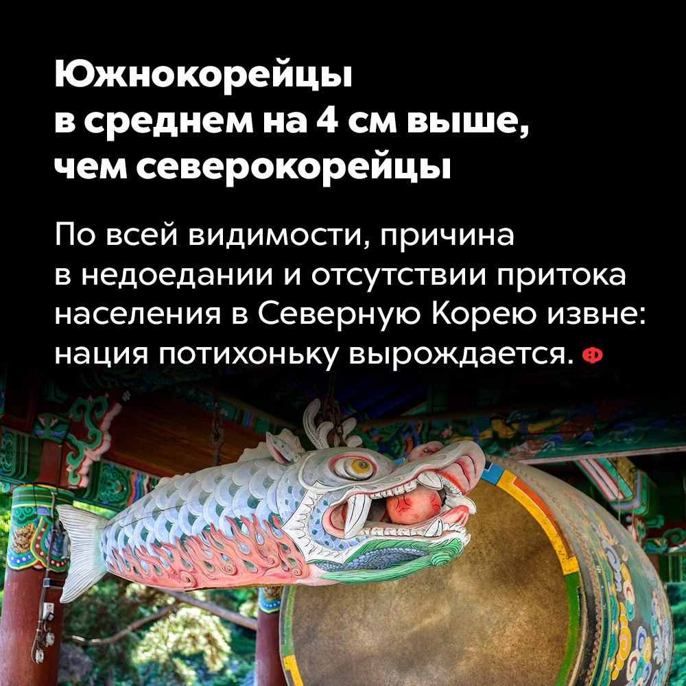 Южнокорейцы в среднем на 4 см выше, чем северокорейцы. По всей видимости, причина в недоедании и отсутствии притока населения в Северную Корею извне: нация потихоньку вырождается.