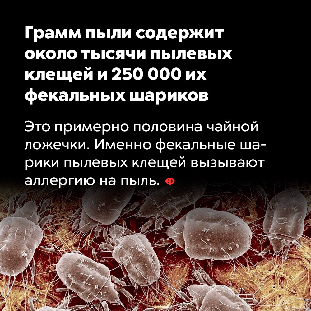 Грамм пыли содержит около тысячи пылевых клещей и 250 000 их фекальных шариков. Это примерно половина чайной ложечки. Именно фекальные шарики пылевых клещей вызывают аллергию на пыль.
