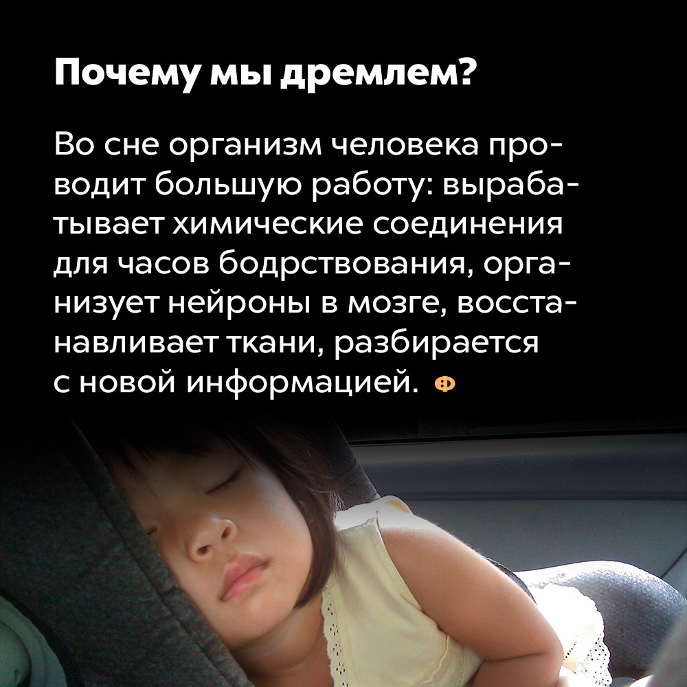 Почему мы дремлем. Во сне организм человека проводит большую работу: вырабатывает химические соединения для часов бодрствования, организует нейроны в мозге, восстанавливает ткани, разбирается с новой информацией.