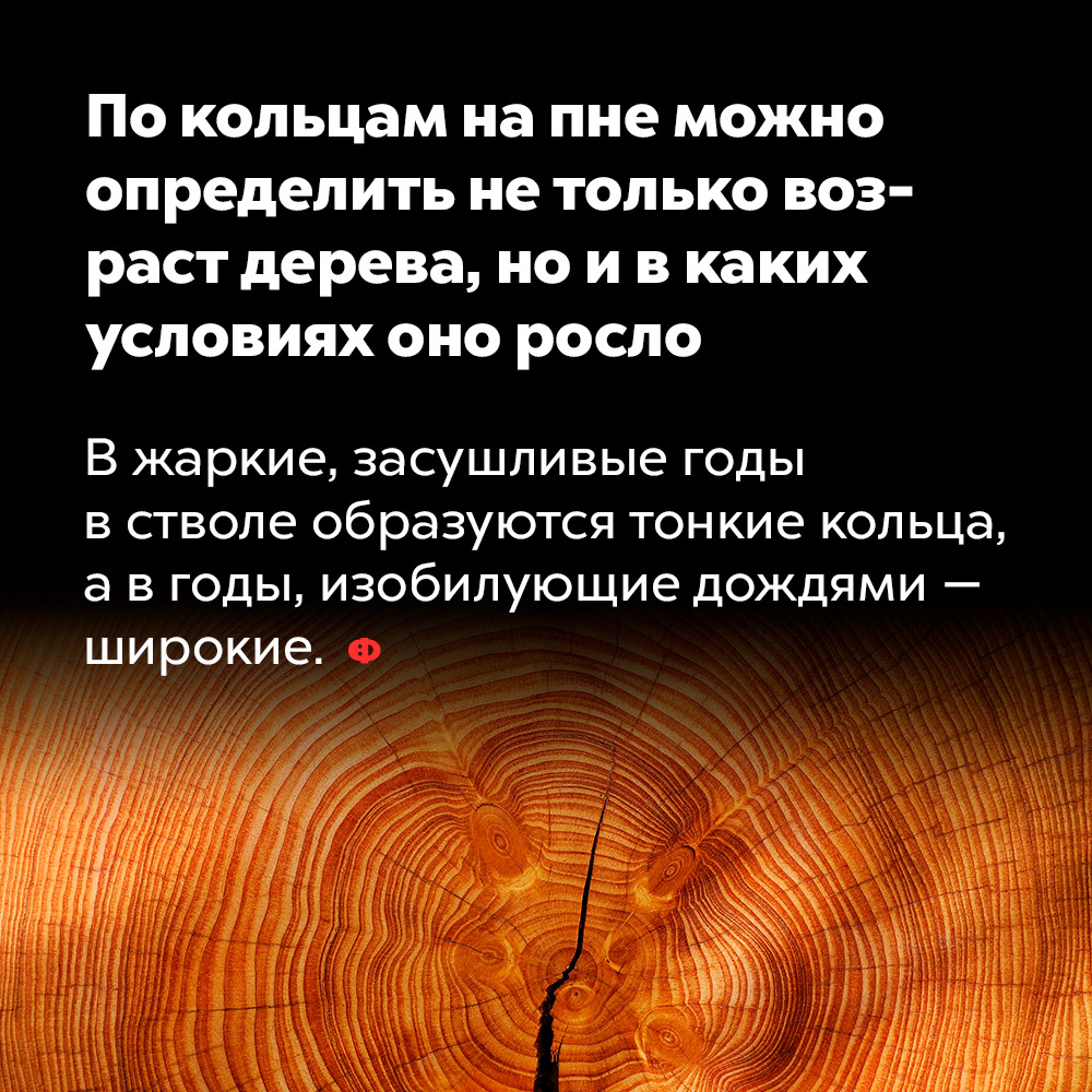 По кольцам на пне можно определить не только возраст дерева, но и в каких условиях оно росло. В жаркие засушливые годы в стволе образуются тонкие кольца, а в годы, изобилующие дождями — широкие.