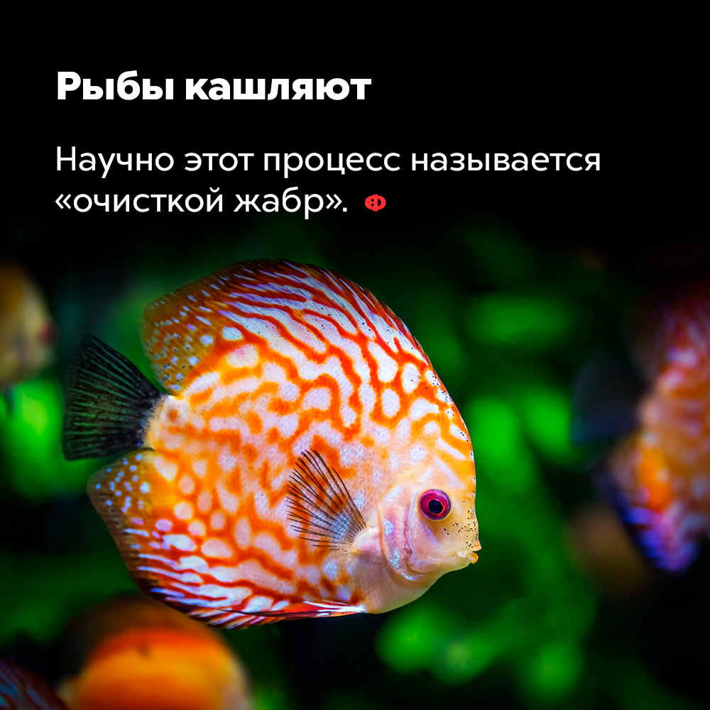 Рыбы кашляют. Научно этот процесс называется «очисткой жабр».