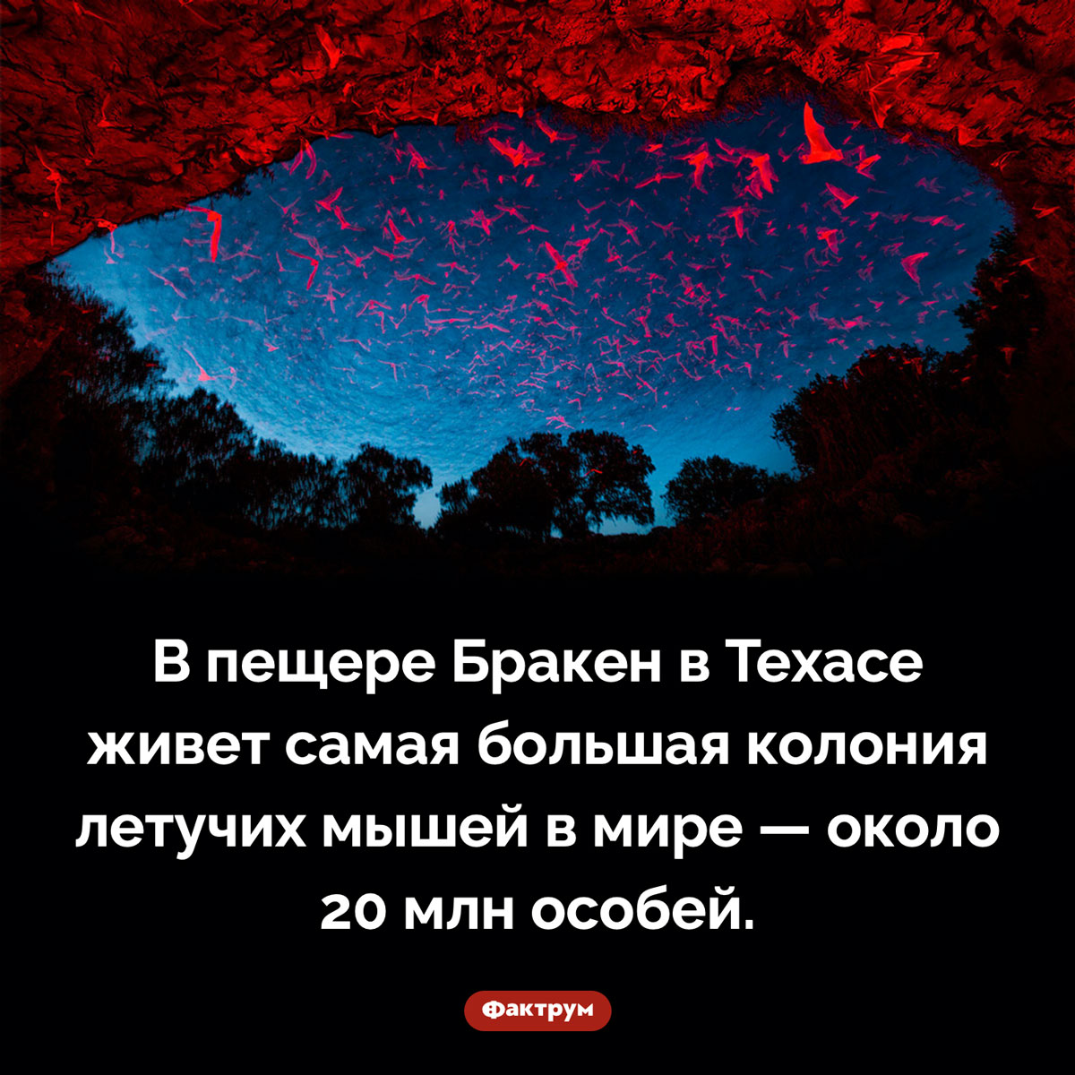 Крупнейшая колония летучих мышей. В пещере Бракен в Техасе живет самая большая колония летучих мышей в мире — около 20 млн особей.