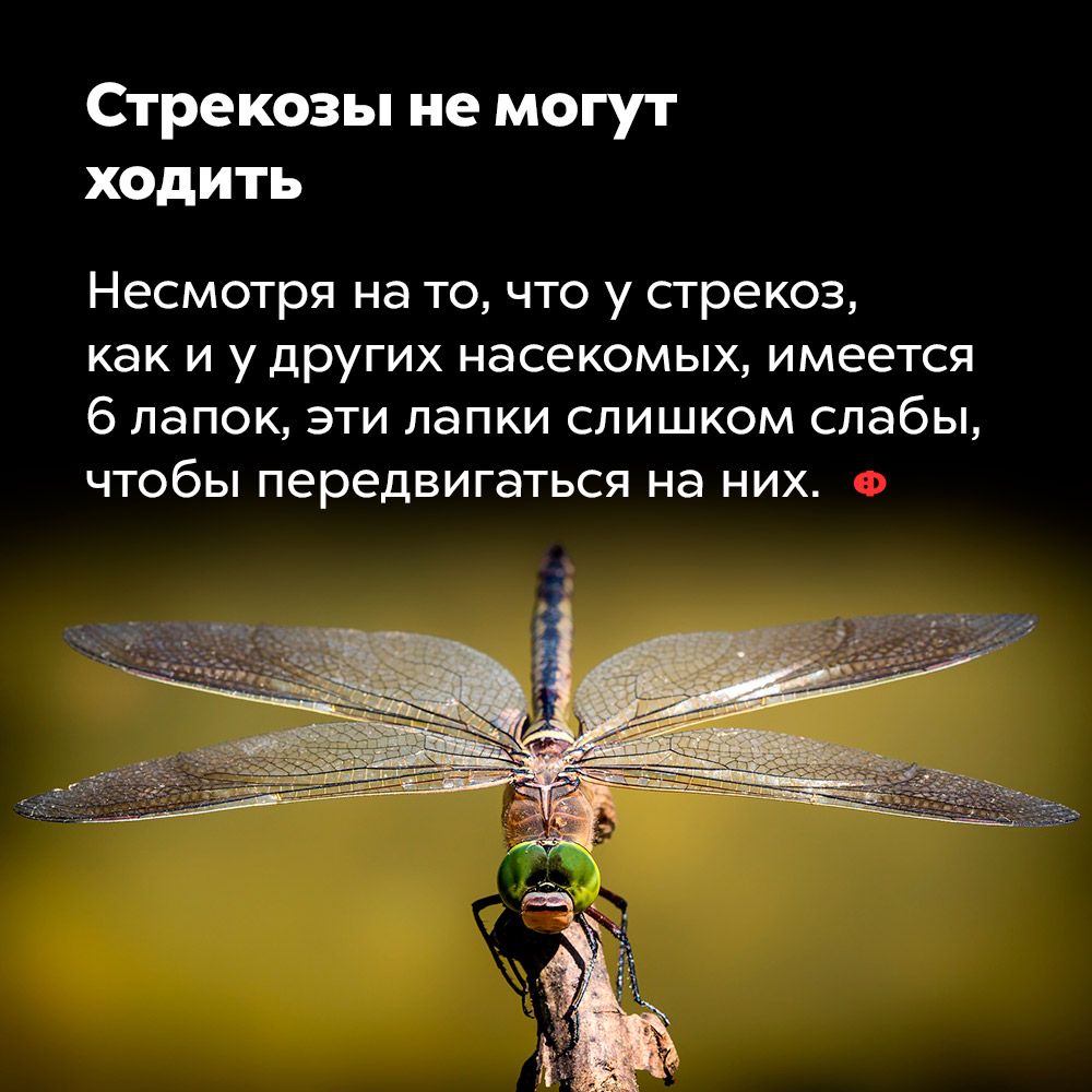 Стрекозы не могут ходить. Несмотря на то, что у стрекоз, как и у других насекомых, имеется шесть лапок, эти лапки слишком слабы, чтобы передвигаться на них.