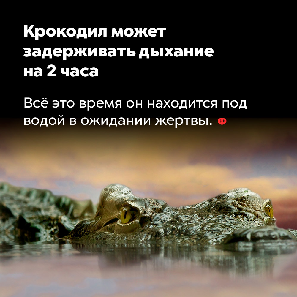 Крокодил может задерживать дыхание на 2 часа. Всё это время он находится под водой в ожидании жертвы.