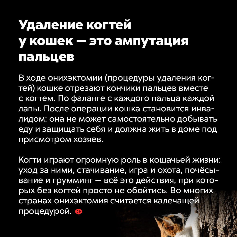 Удаление когтей у кошек — это ампутация пальцев. В ходе онихэктомии (процедуры удаления когтей) кошке отрезают кончики пальцев вместе с когтем. По фаланге с каждого пальца каждой лапы. После операции кошка становится инвалидом: она не может самостоятельно добывать еду и защищать себя и должна жить в доме под присмотром хозяев.
Когти играют огромную роль в кошачьей жизни: уход за ними, стачивание, игра и охота, почёсывание и грумминг — всё это действия, при которых без когтей просто не обойтись. Во многих странах онихэктомия считается калечащей процедурой.