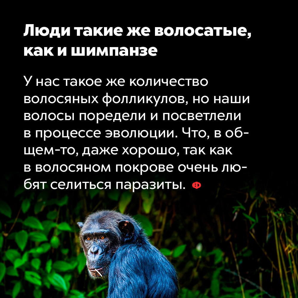 Люди такие же волосатые, как и шимпанзе. У нас такое же количество волосяных фолликулов, но наши волосы поредели и посветлели в процессе эволюции. Что, в общем-то, даже хорошо, так как в волосяном покрове очень любят селиться паразиты.