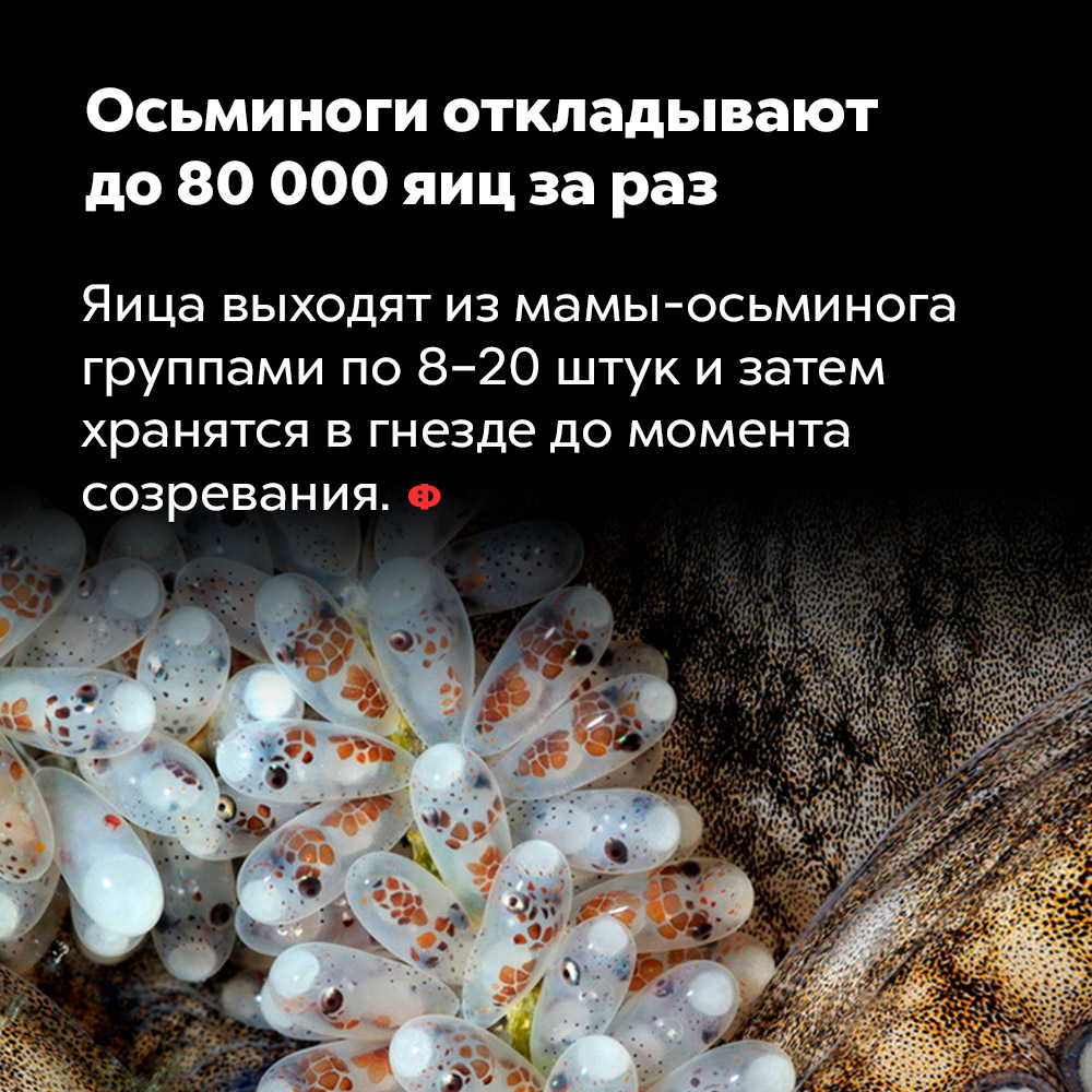 Осьминоги откладывают до 80 000 яиц за раз. Яйца выходят из мама-осьминога группами по 8-20 штук и затем хранятся в гнезде до момента созревания.