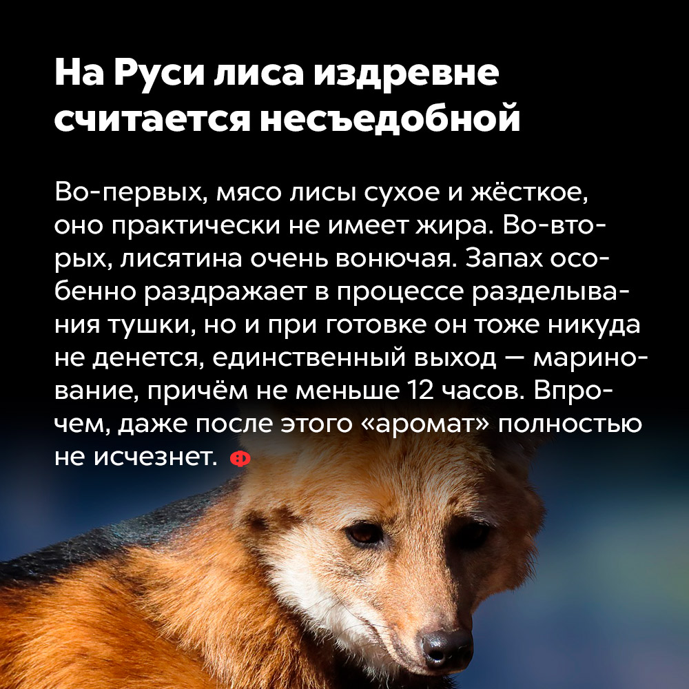 На Руси лиса издревне считается несъедобной. Во-первых, мясо лисы сухое и жёсткое, оно практически не имеет жира. Во-вторых, лисятина очень вонючая. Запах особенно раздражает в процессе разделывания тушки, но и при готовке он тоже никуда не денется, единственный выход — маринование, почём не меньше 12 часов. Впрочем, даже после этого «аромат» полностью не исчезнет.