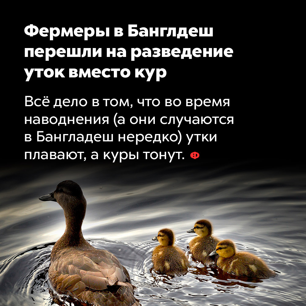 Фермеры в Банглдеш перешли на разведение уток вместо кур. Всё дело в том, что во время наводнения (а они случаются в Бангладеш нередко) утки плавают, а куры тонут.