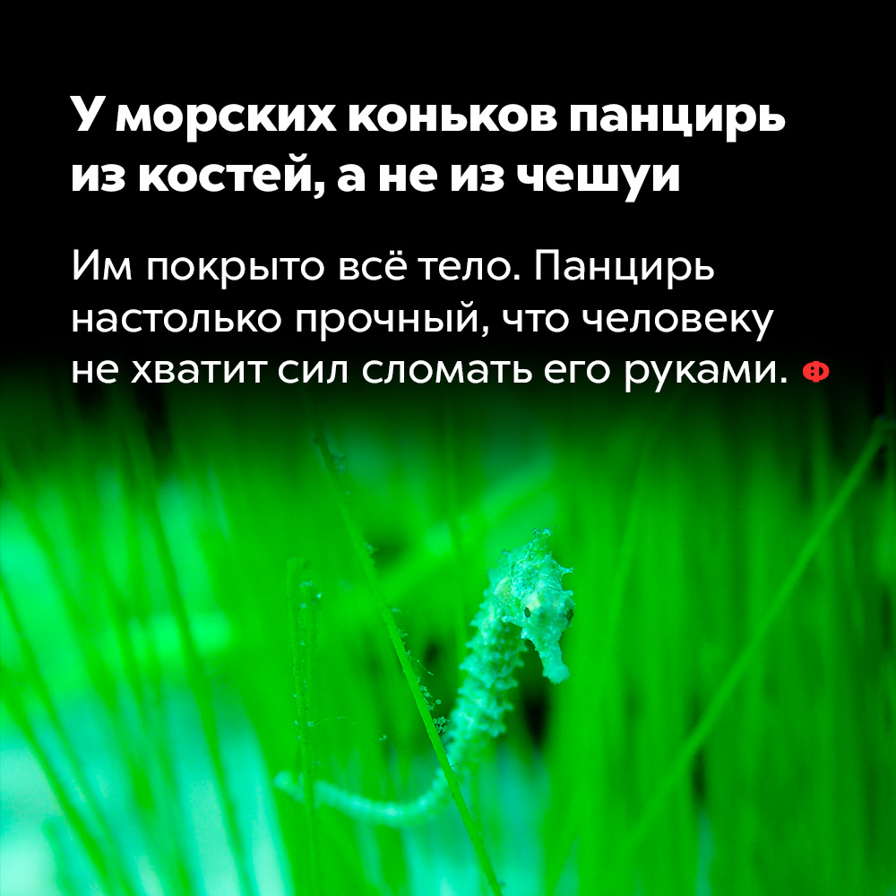 У морских коньков панцирь из костей, а не из чешуи. Им покрыто всё тело. Панцирь настолько прочный, что человеку не хватит сил сломать его руками.