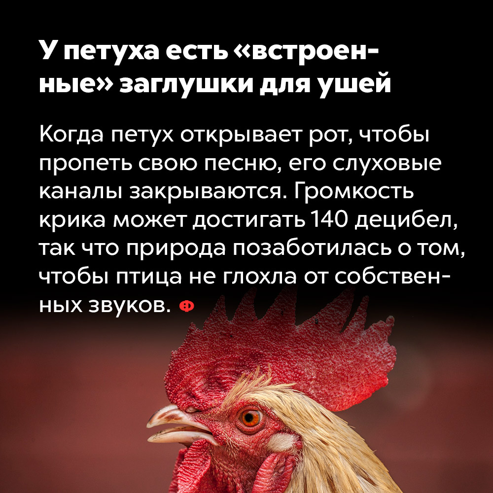 У петуха есть «встроенные» заглушки для ушей. Когда петух открывает рот, чтобы пропеть свою песню, его слуховые каналы закрываются. Громкость крика может достигать 140 децибел, так что природа позаботилась о том, чтобы птица не глохла от собственных звуков.