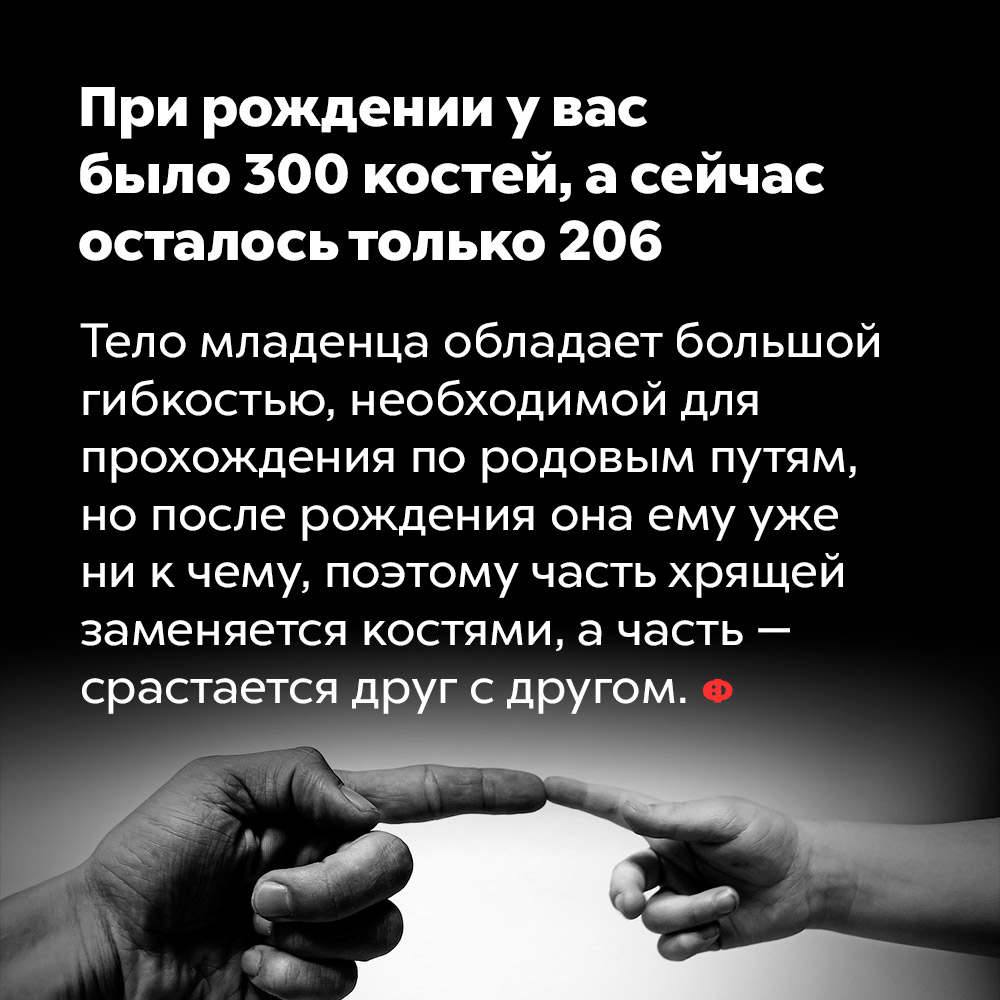 При рождении у вас было 300 костей, а сейчас осталось только 206. Тело младенца обладает большой гибкостью, необходимой для прохождения по родовым путям, но после рождения она ему уже ни к чему, поэтому часть хрящей заменяется костями, а часть — срастается друг с другом.