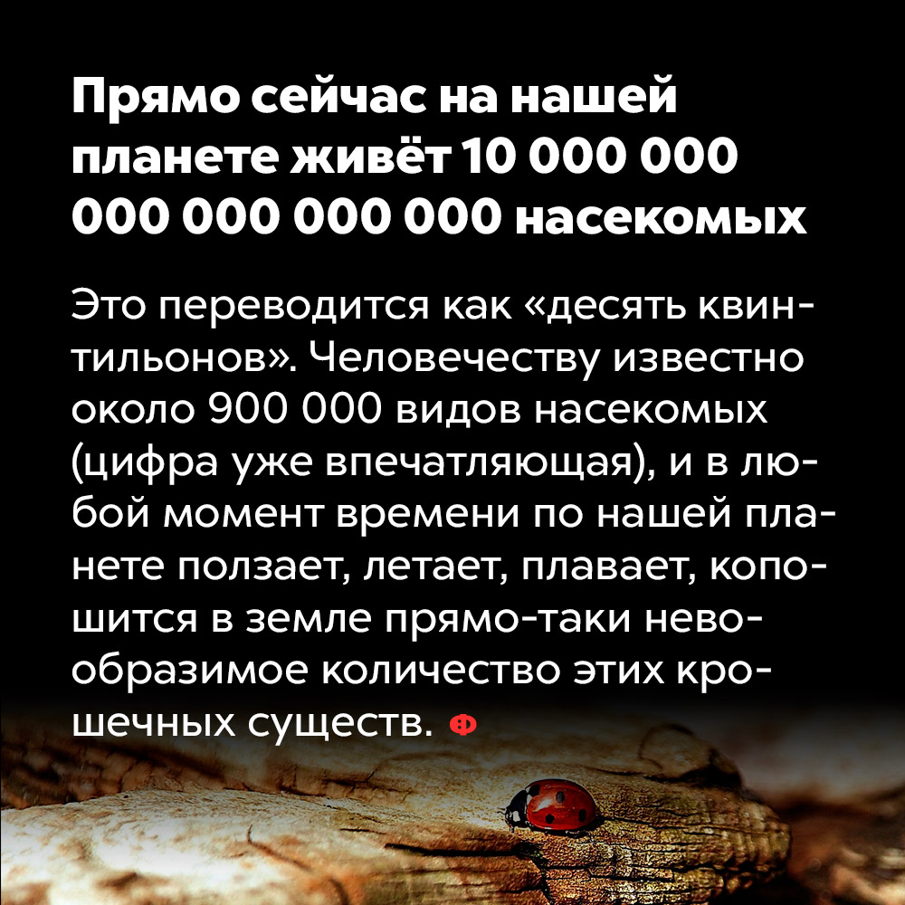 Прямо сейчас на нашей планете живёт 10 000 000 000 000 000 000 насекомых. Это переводится как «десять квинтильонов». Человечеству известно около 900 000 видов насекомых (цифра уже впечатляющая), и в любой момент времени по нашей планете ползает, летает, плавает, копошится в земле прямо-таки невообразимое количество этих крошечных существ.
