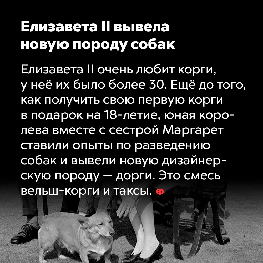 Елизавета II вывела новую породу собак. Елизавета II очень любит корги, у неё их было более 30. Ещё до того, как получить свою первую корги в подарок на 18-летие, юная королева вместе с сестрой Маргарет ставили опыты по разведению собак и вывели новую дизайнерскую породу — дорги. Это смесь вельш-корги и таксы.
