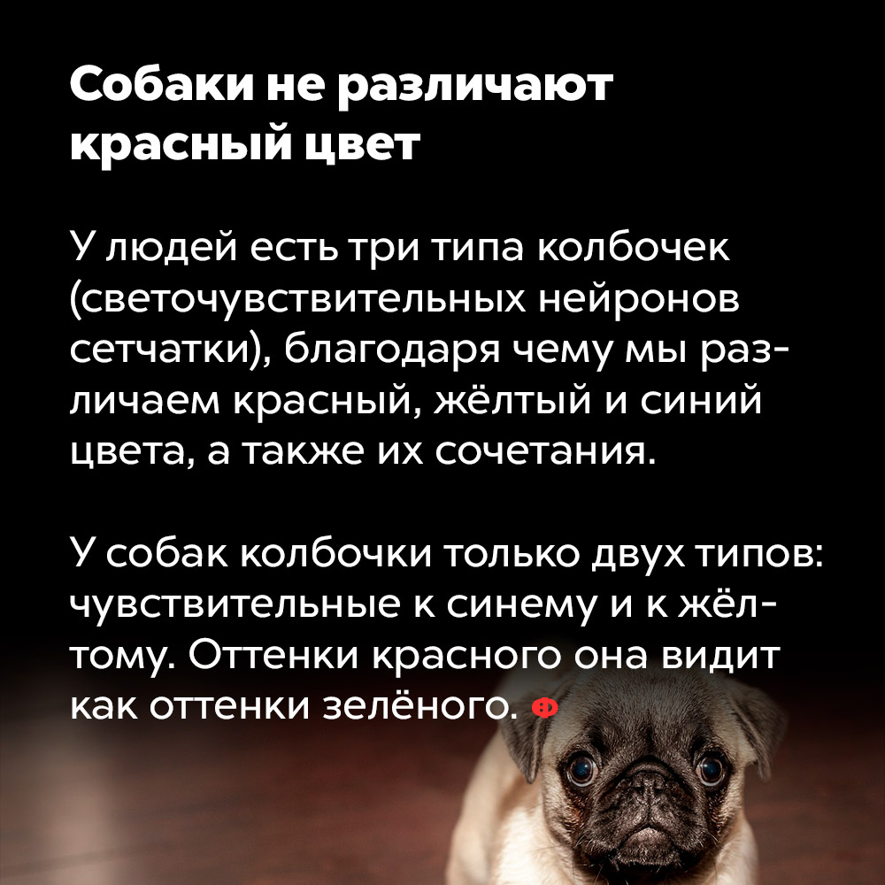 Собаки не различают красный цвет. У людей есть три типа колбочек (светочувствительных нейронов сетчатки), благодаря чему мы различаем красный, жёлтый и синий цвета, а также их сочетания.
У собак колбочки только двух типов: чувствительные к синему и к жёлтому. Оттенки красного собака видит как оттенки зелёного.