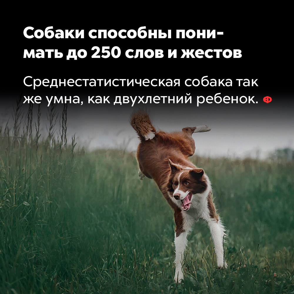 Собаки способны понимать до 250 слов и жестов. Среднестатистическая собака так же умны, как двухлетний ребёнок.