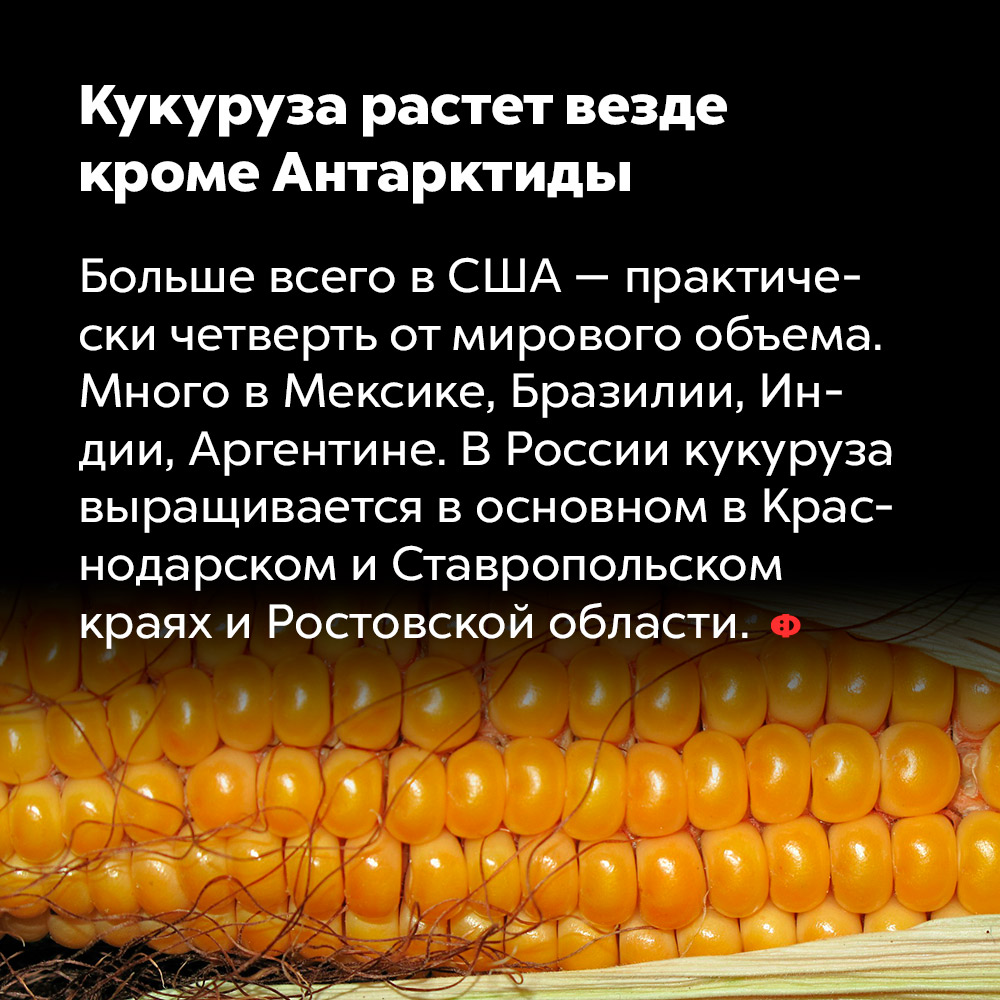 Кукуруза растет везде, кроме Антарктиды. Больше всего в США — практически четверть от мирового объёма. Много в Мексике, Бразилии, Индии, Аргентине. В России кукуруза выращивается, в основном, в Краснодарском и Ставропольском краях и Ростовской области.