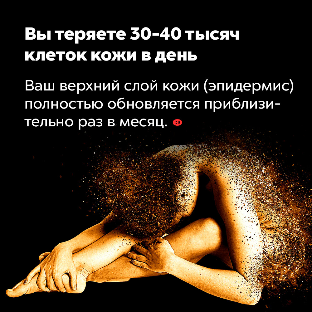Вы теряете 30-40 тысяч клеток кожи в день. Верхний слой вашей кожи (эпидермис) полностью обновляется приблизительно раз в месяц.