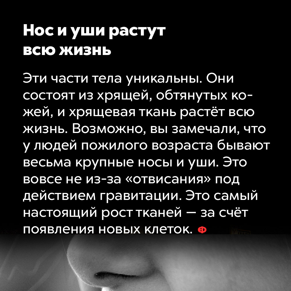 Нос и уши растут всю жизнь. Эти части тела уникальны. Они состоят из хрящей, обтянутых кожей, и хрящевая ткань растёт всю жизнь. Возможно, вы замечали, что у людей пожилого возраста бывают весьма крупные носы и уши,. Это вовсе не из-за «отвисания» под действием гравитации. Это самый настоящий рост тканей — за счёт появления новых клеток.