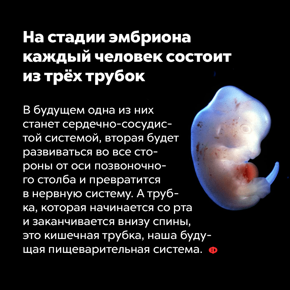 На стадии эмбриона каждый человек состоит из трёх трубок. В будущем одна из них станет сердечно-сосудистой системой, вторая будет развиваться во все стороны от оси позвоночного столба и превратится в нервную систему. А трубка, которая начинается со рта и заканчивается внизу спины, это кишечная трубка, будущая пищеварительная система.