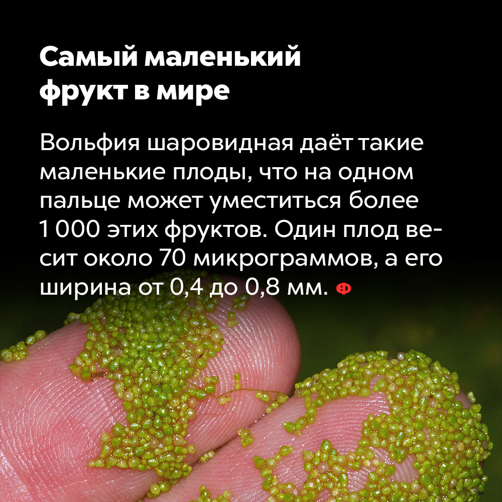 Самый маленький фрукт в мире. Вольфия шаровидная даёт такие маленькие плоды, что на одном пальце может уместиться более тысячи этих фруктов. Один плод весит около 70 микрограммов, а его ширина — от 0,4 до 0,8 мм.