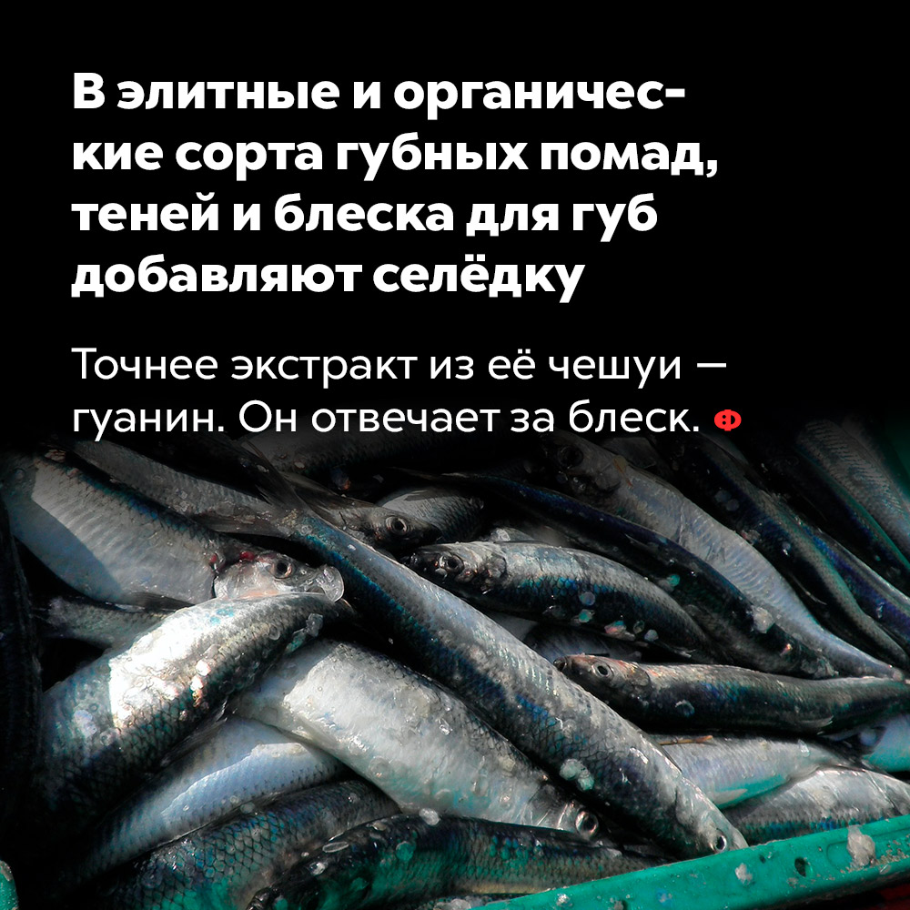 В элитные и органические сорта губных помад, теней и блеска для губ добавляют селёдку. Точнее, экстракт её чешуи — гуанин. Он отвечает за блеск.