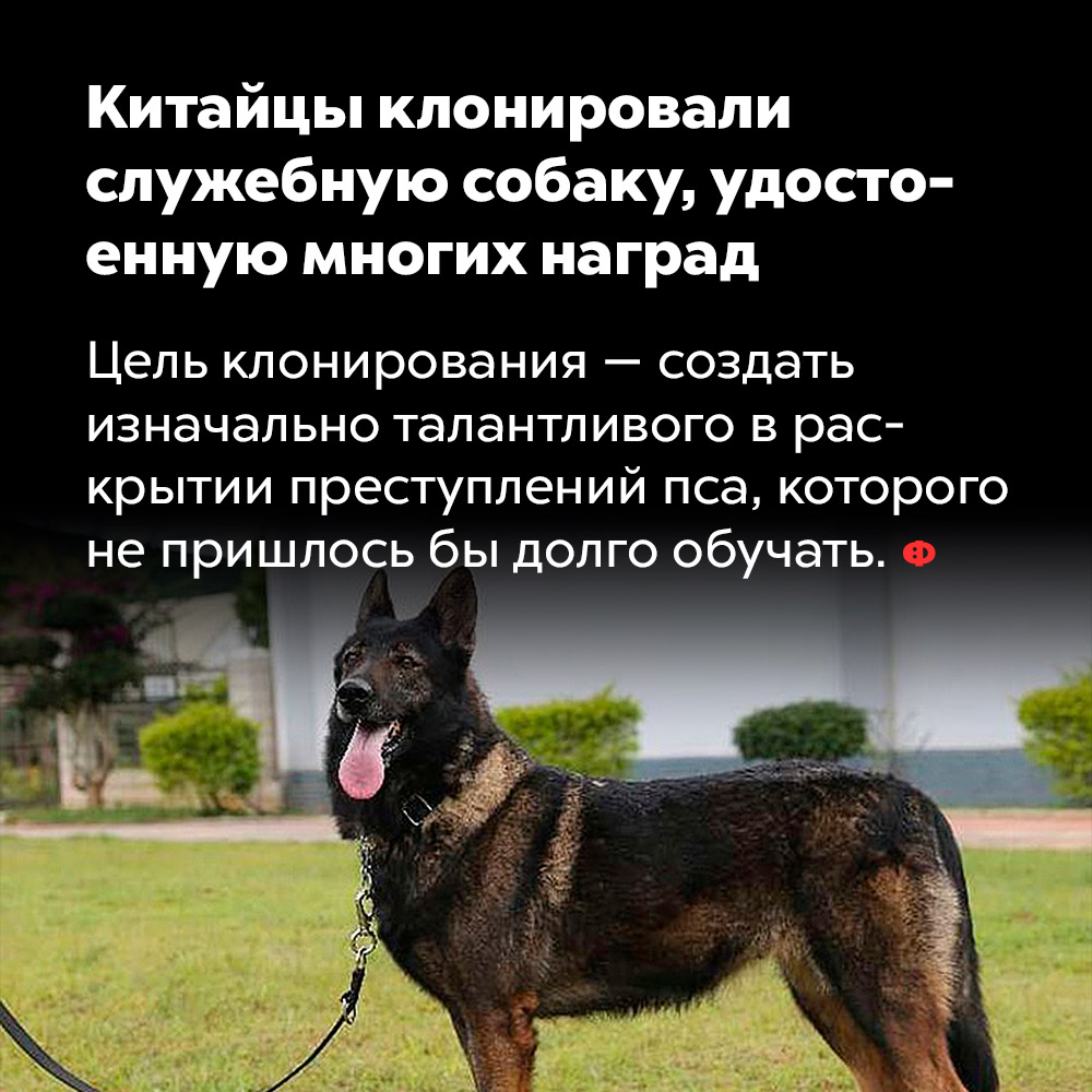 Китайцы клонировали служебную собаку, удостоенную многих наград. Цель клонирования — создать изначально талантливого в раскрытии преступлений пса, которого не пришлось бы долго обучать.