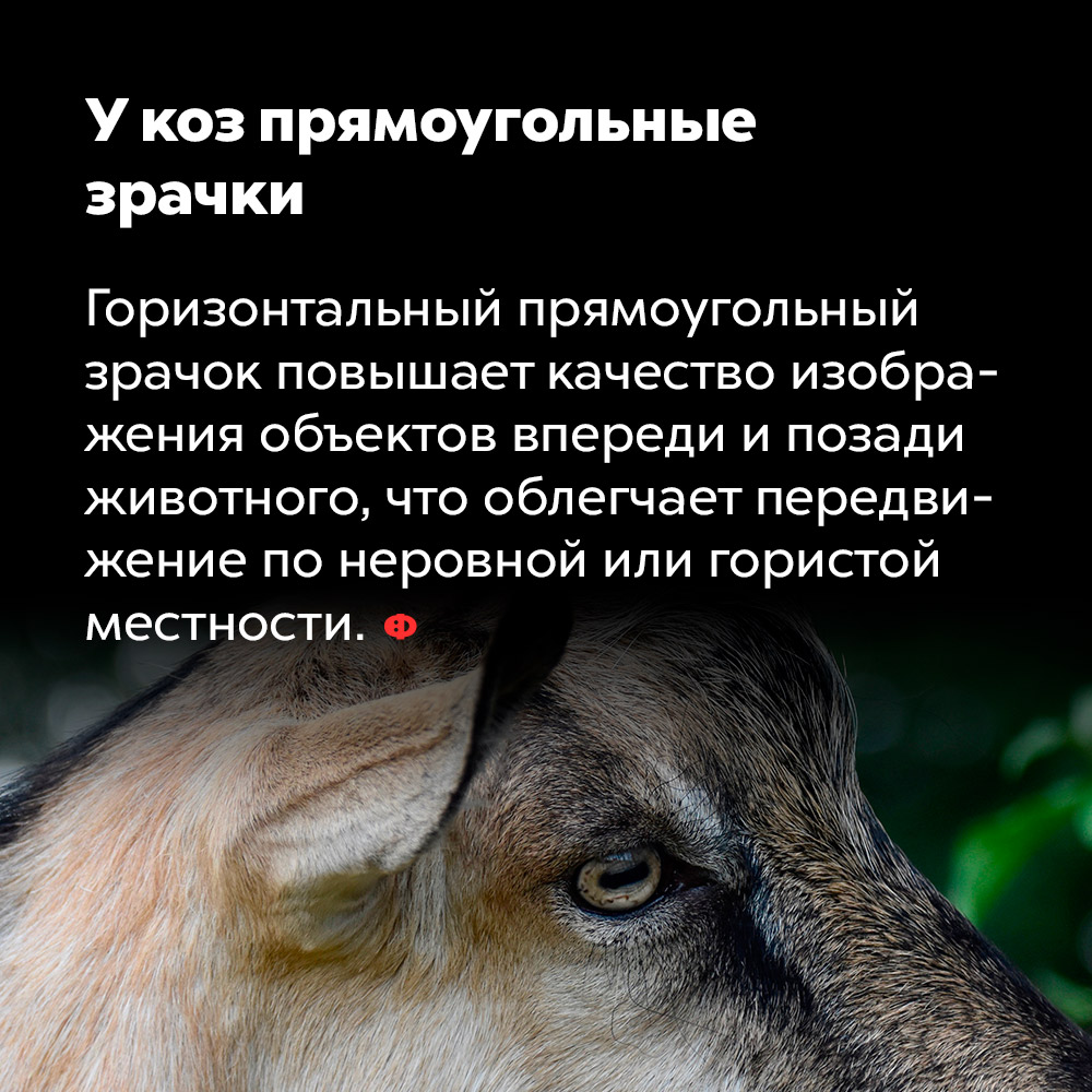 У коз прямоугольные зрачки. Горизонтальный прямоугольный значок повышает качество изображения объектов впереди и позади животного, что облегчает передвижение по неровной или гористой местности.