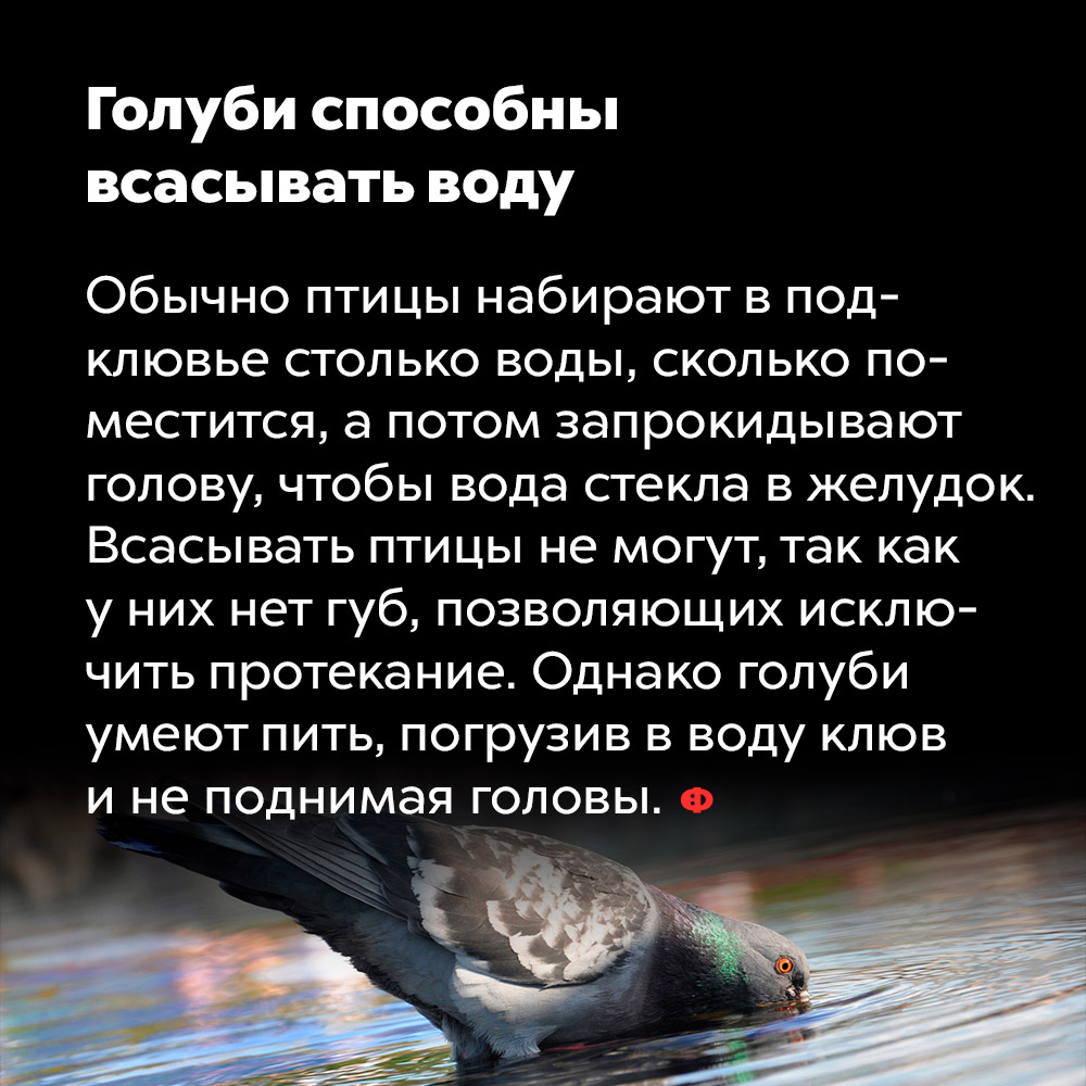 Голуби способны всасывать воду. Обычно птицы набирают в подклювье столько воды, сколько поместится, а потом запрокидывают голову, чтобы вода стекла в желудок. Всасывать птицы не могут, так как у них нет губ, позволяющих исключить протекание. Однако голуби умеют пить, погрузив в воду клюв и не поднимая головы.