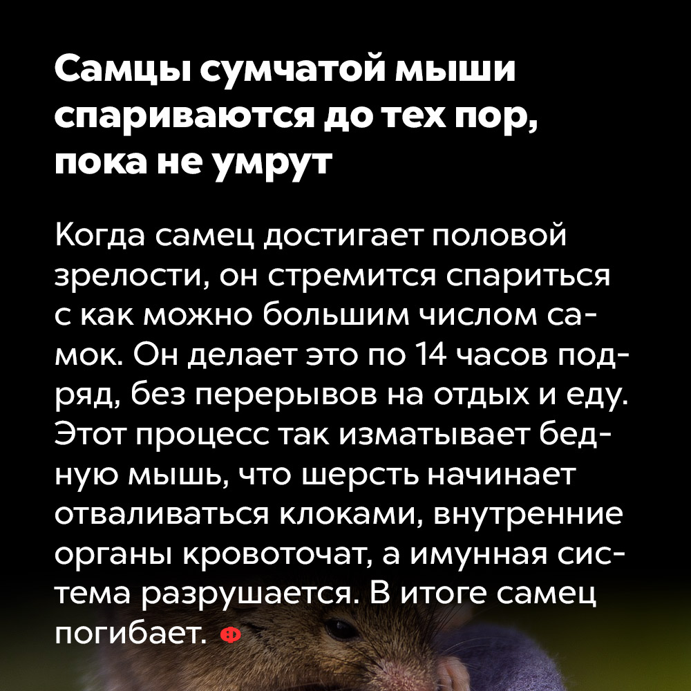 Самцы сумчатой мыши спариваются до тех пор, пока не умрут. Когда самец достигает половой зрелости, он стремится спариться с как можно большим числом самок. Он делает это по 14 часов подряд, без перерывов на отдых и еду. Это процесс так изматывает бедную мышь, что шерсть начинает отваливаться колками, внутренние органы кровоточат, а иммунная система разрушается. В итоге самец погибает.