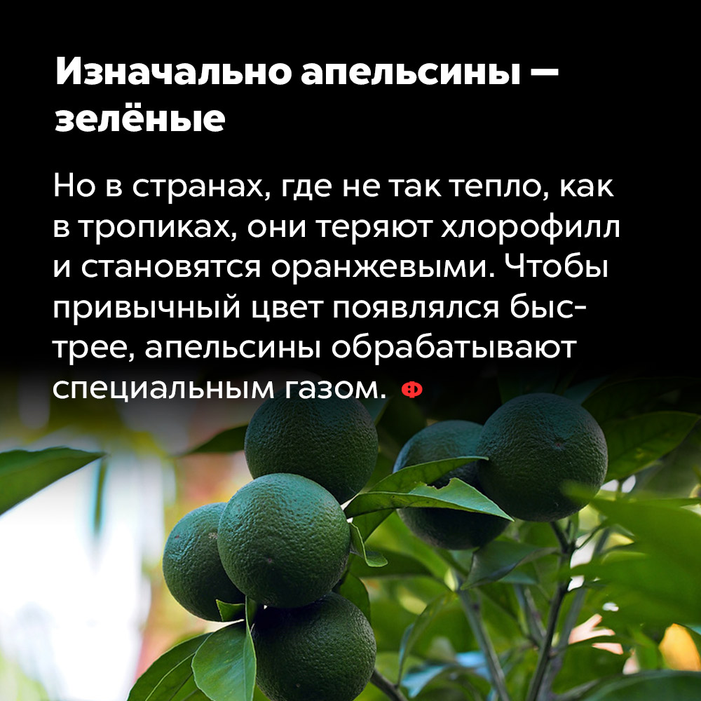 Изначально апельсины — зелёные. Но в странах, где не так тепло, как в тропиках, они теряют хлорофилл и становятся оранжевыми. Чтобы привычный цвет появлялся быстрее, апельсины обрабатывают специальным газом.