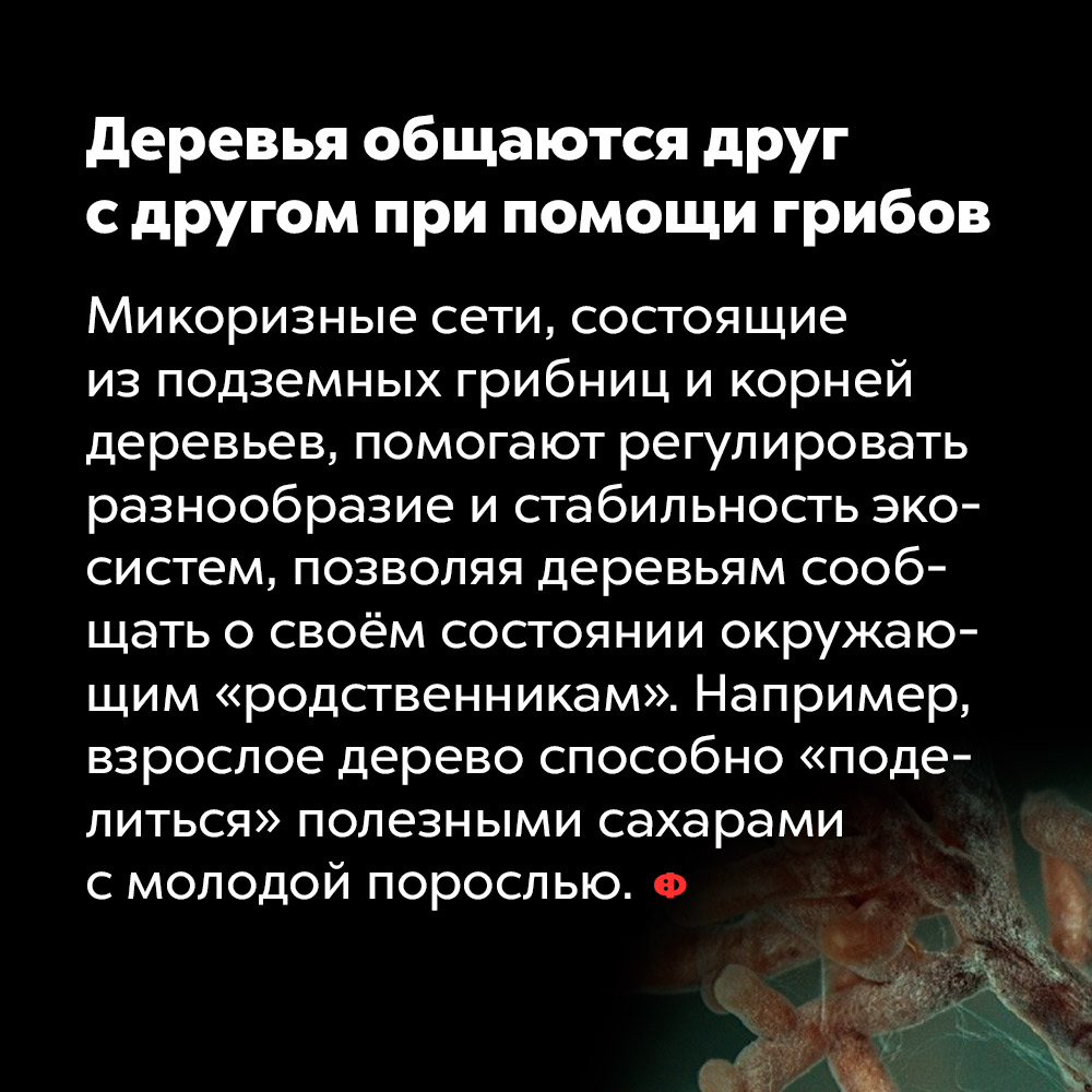 Деревья общаются друг с другом при помощи грибов. Микоризные сети, состоящие из позёмных грибниц и корней деревьев, помогают регулировать разнообразие и стабильность экосистем, позволяя деревьям сообщать о своём состоянии окружающим «родственникам». Например, взрослое д дерево способно «поделиться» полезными сахарами с молодой порослью.