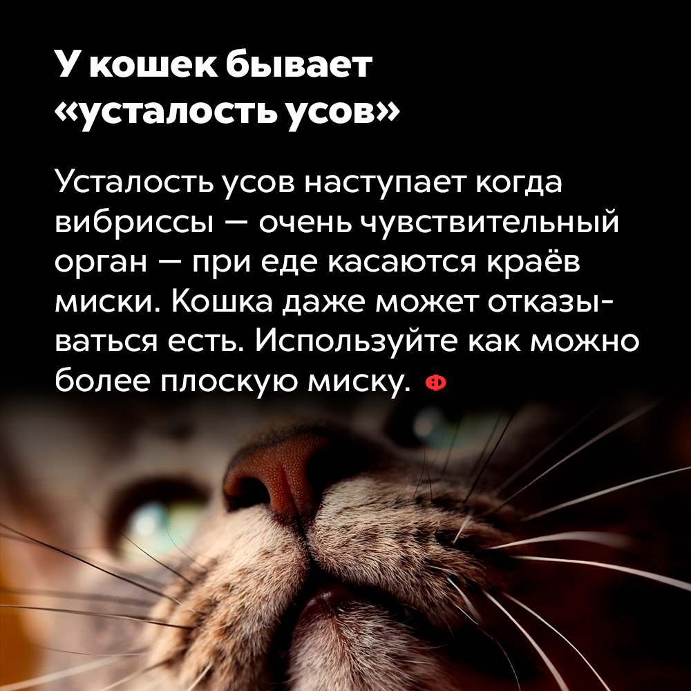 У кошек бывает «усталость усов». Усталость усов наступает когда вибриссы — очень чувствительный орган — при еде касаются краёв миски. Кошка даже может отказываться есть. Используйте как можно более плоскую миску.