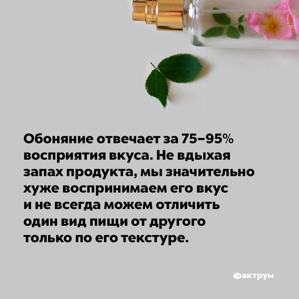 Обоняние отвечает за 75–95% восприятия вкуса. Не вдыхая запах продукта, мы значительно хуже распознаём его вкус и не всегда можем отличить один вид пищи от другого только по его текстуре.