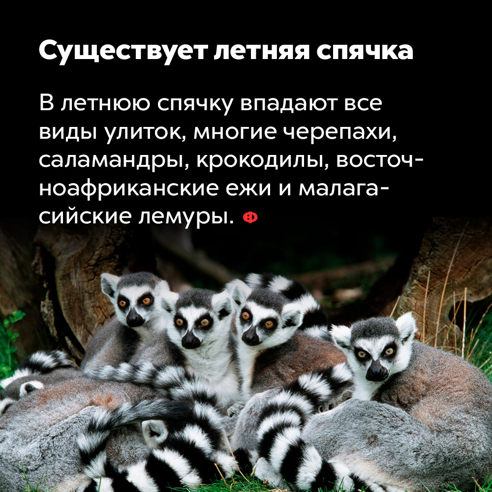 Существует летняя спячка. В летнюю спячку впадают все виды улиток, многие черепахи, саламандры, крокодилы, восточноафриканские ежи и малагасийские лемуры.